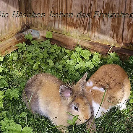 Apartmán Muehlenhof *